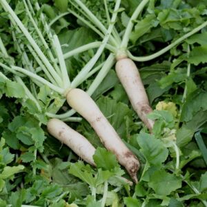 Cover Crop Radish